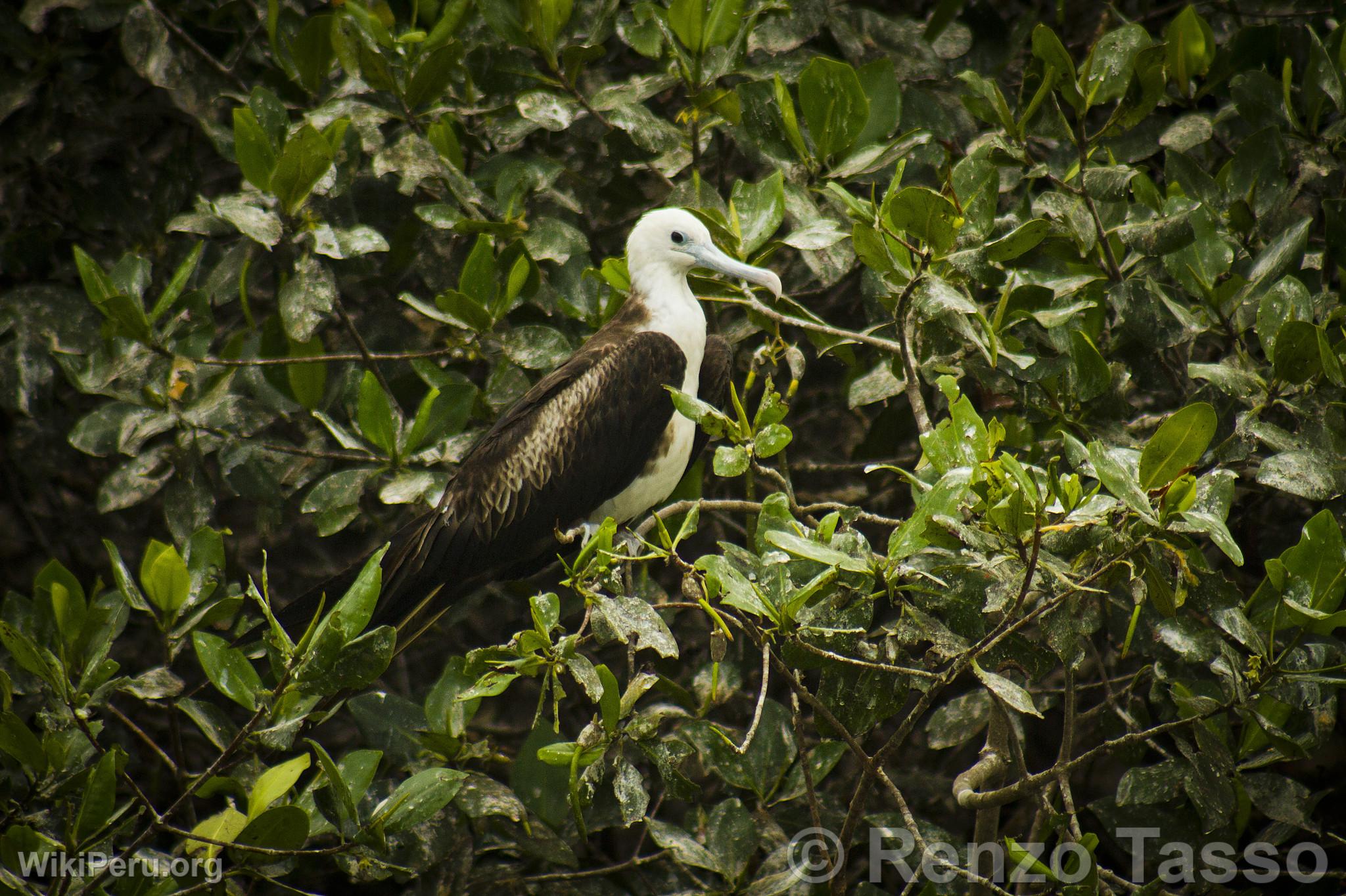 Mangroves de Puerto Pizarro