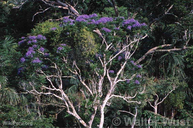 Jacaranda (Jacaranda copaiba)