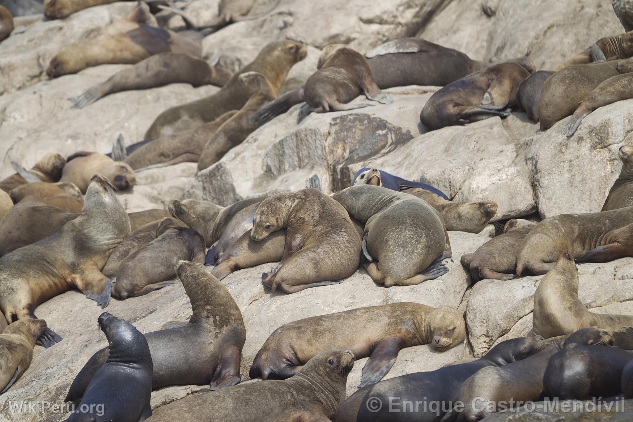 Loups de mer sur l'le d'Asia