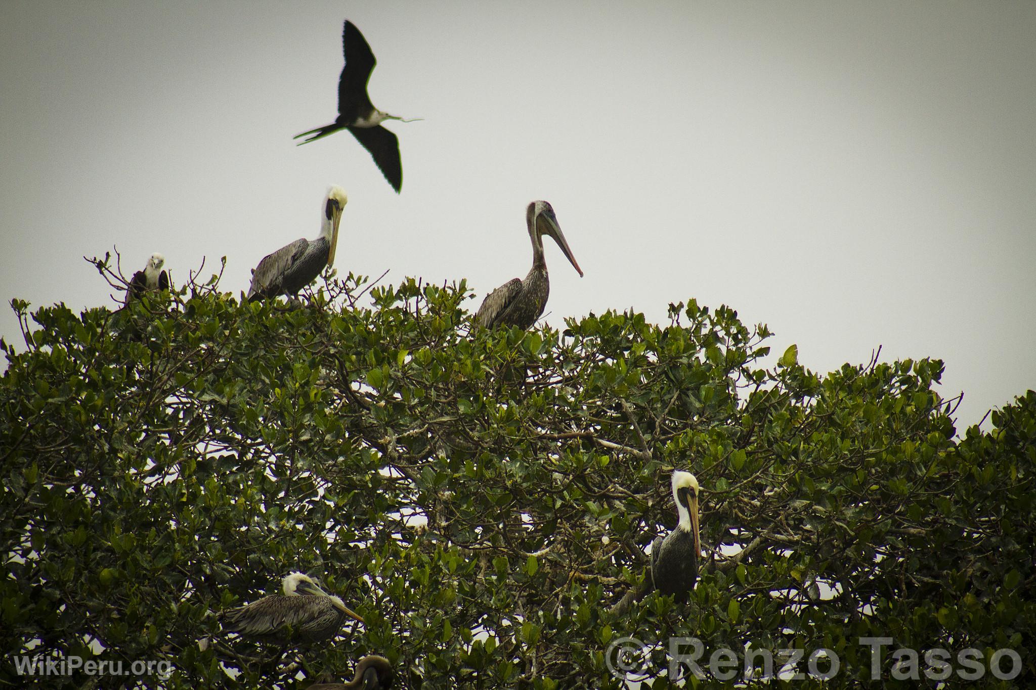 Mangroves de Puerto Pizarro