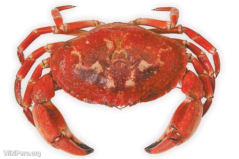 Crabe