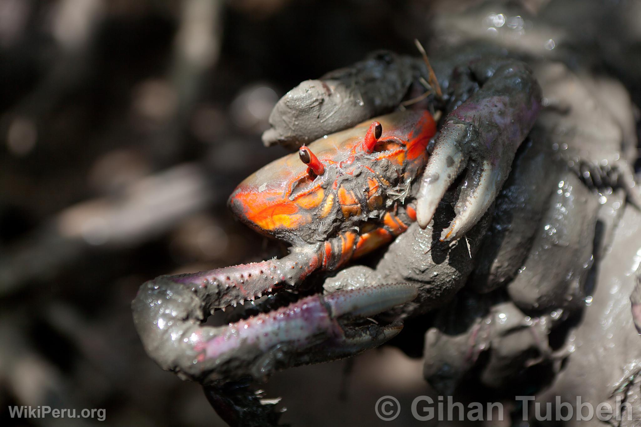 Extraction de crabes