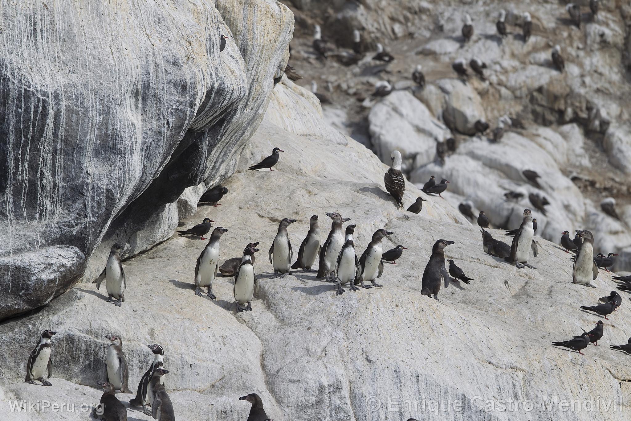 Pingouins de Humboldt sur l'le de Asia