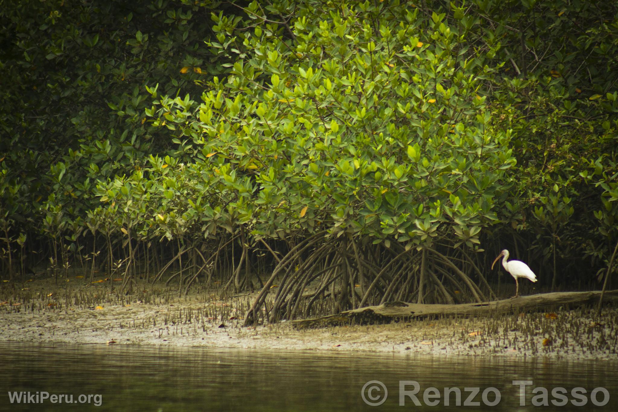 Mangroves de Puerto Pizarro