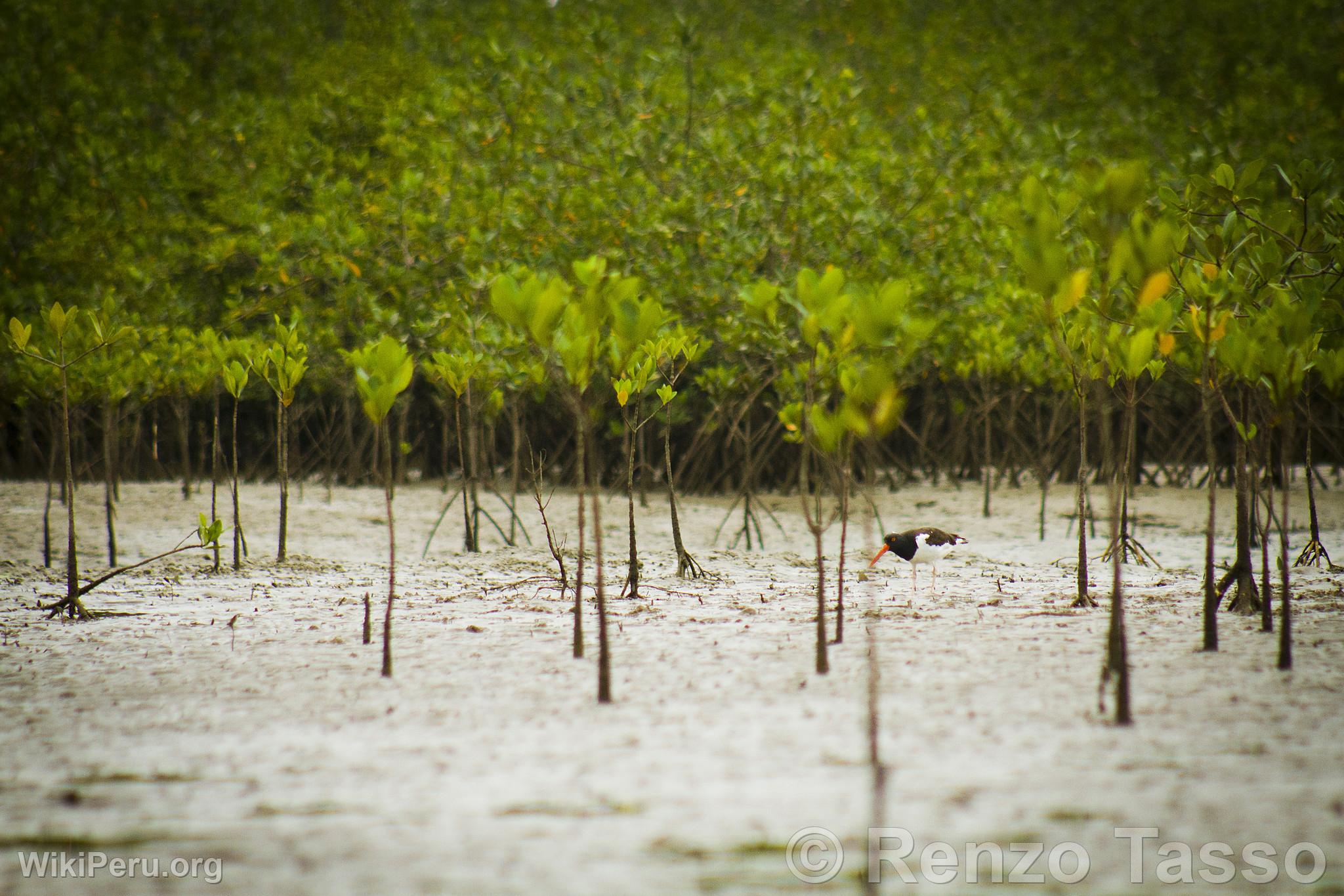 Mangroves de Puerto Pizarro