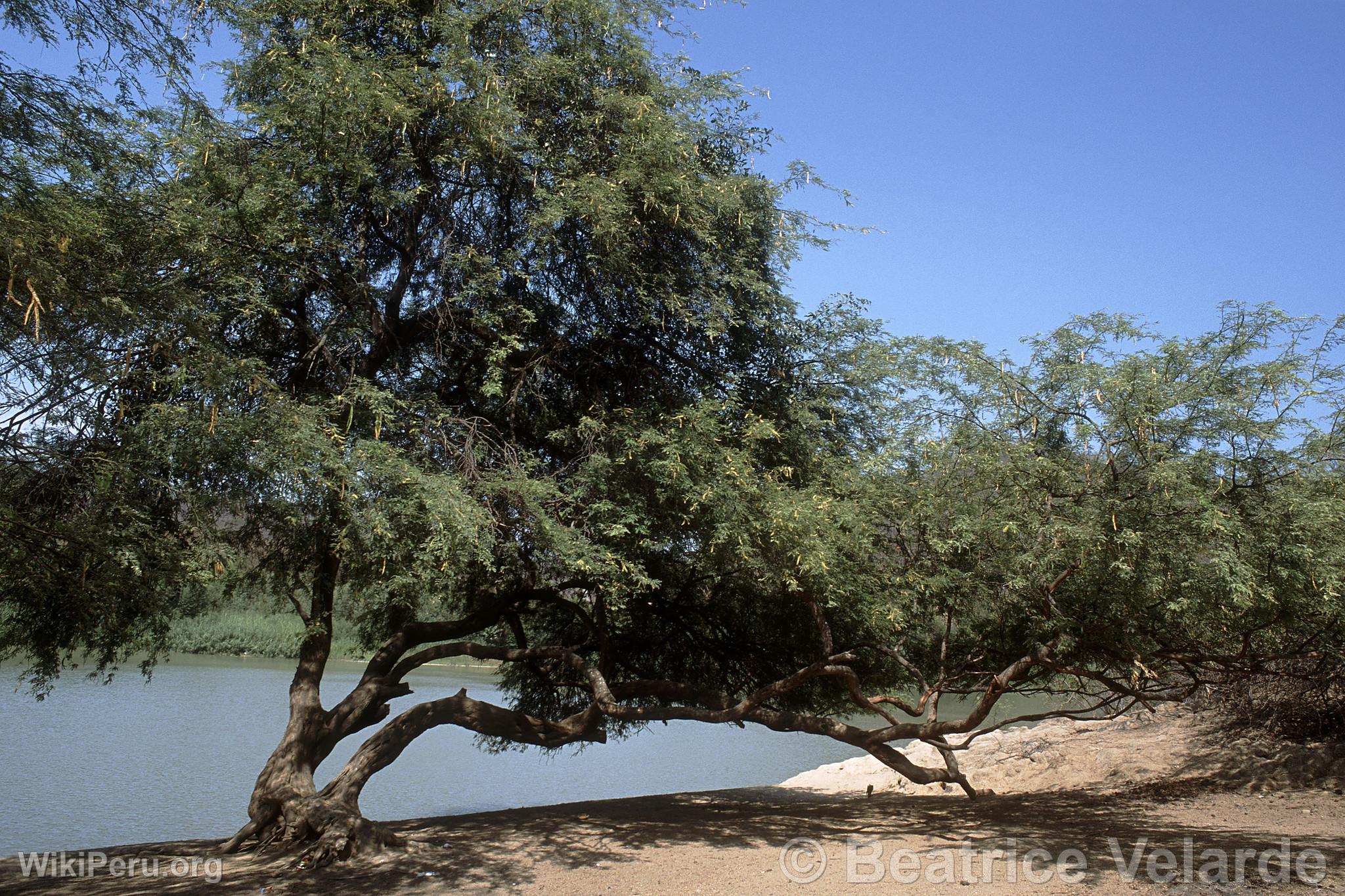 Parc National Cerros de Amotape