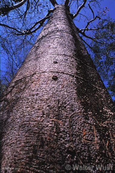 Pretino (Cavanillesia sp.)