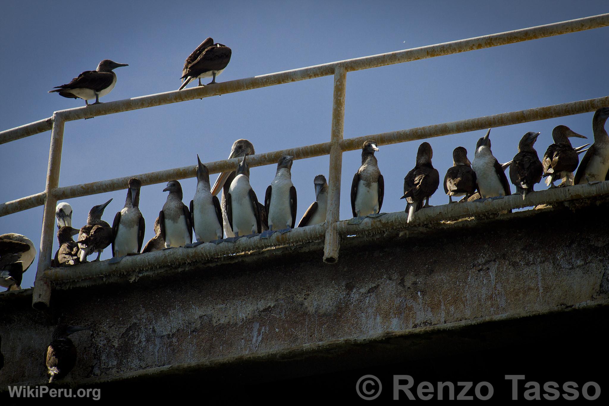 Oiseaux marins