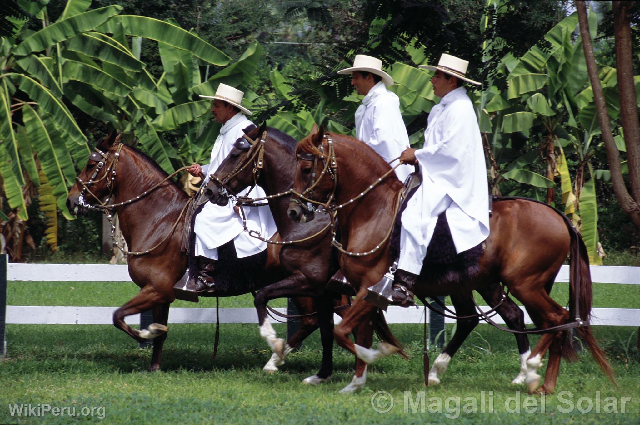 Chevaux de Paso  Motupe