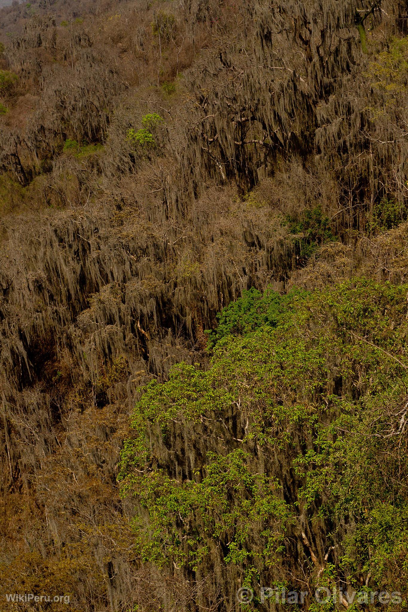 Parc National Cerros de Amotape