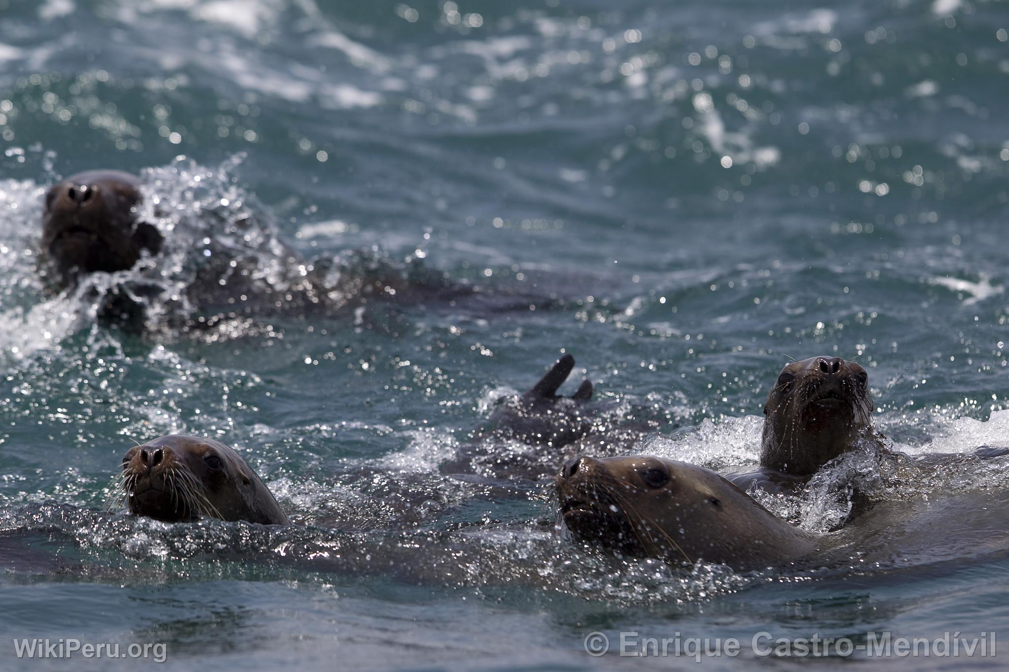 Loups de mer sur l'le d'Asia