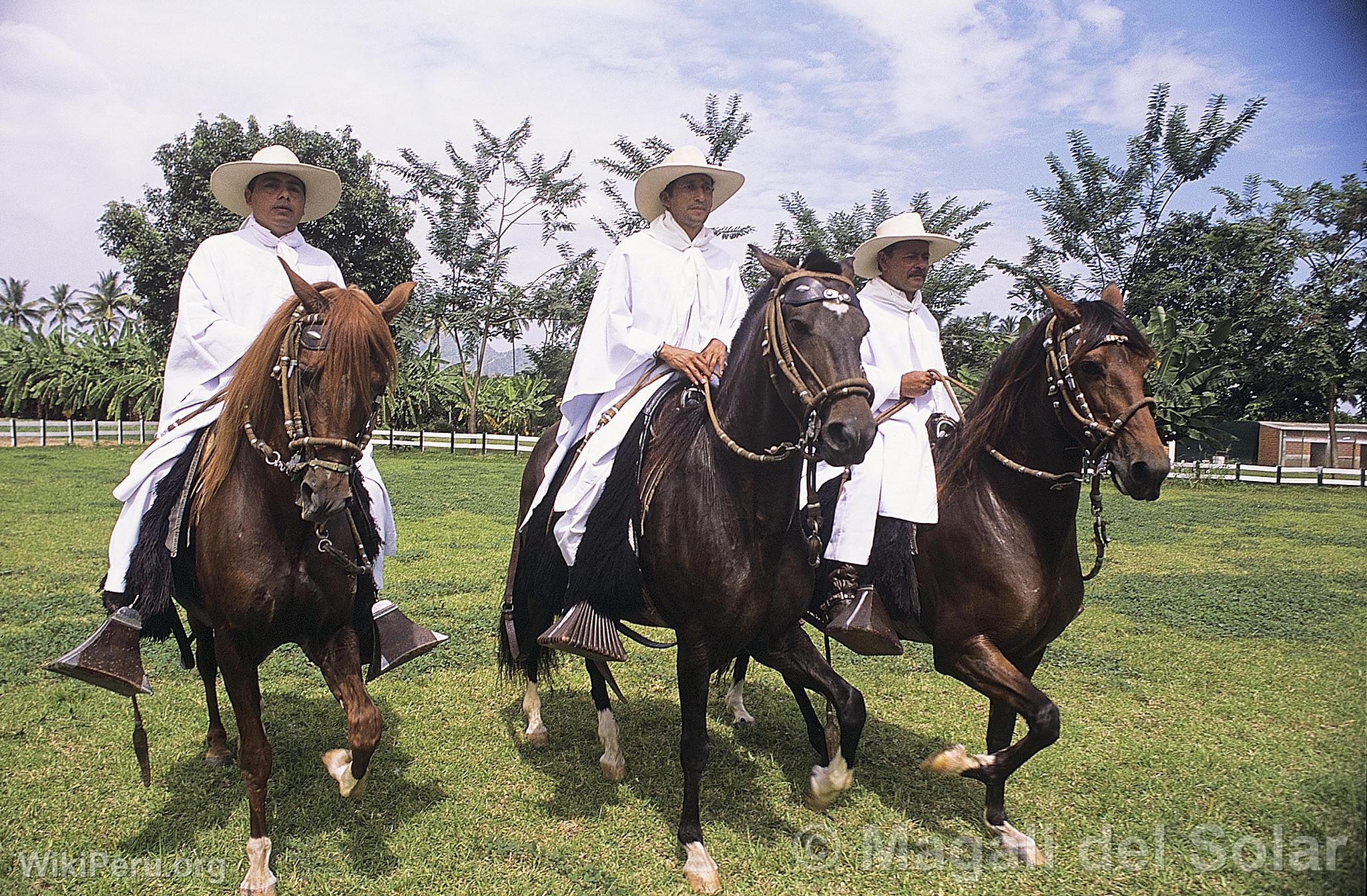 Chevaux de Paso  Motupe