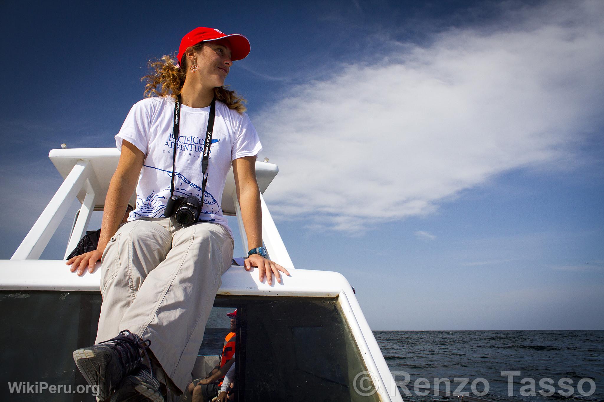 Observation des baleines