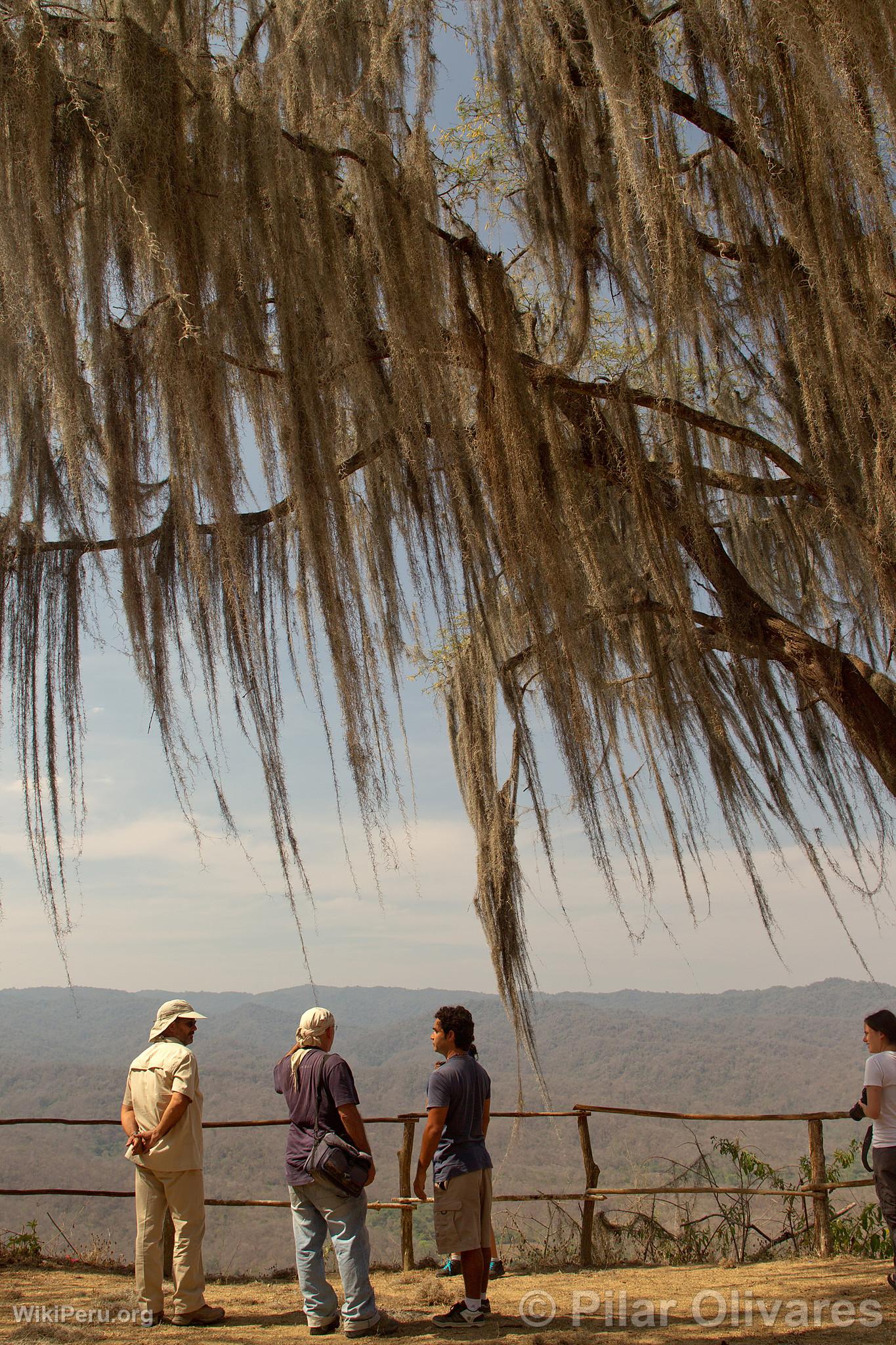 Touristes aux Cerros de Amotape