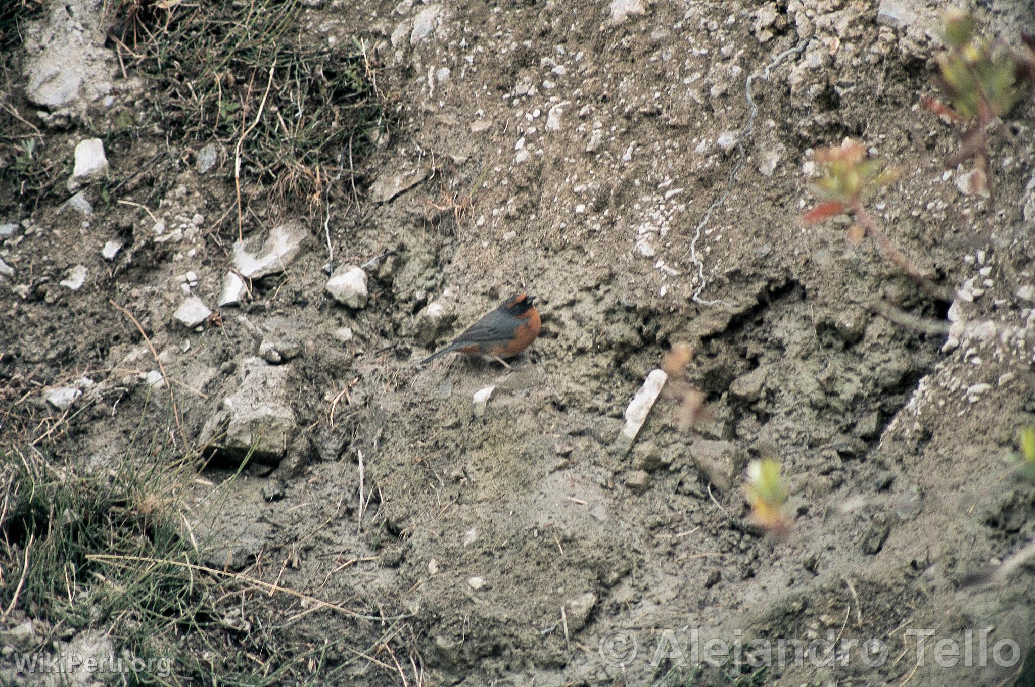 Monterita  poitrine rousse