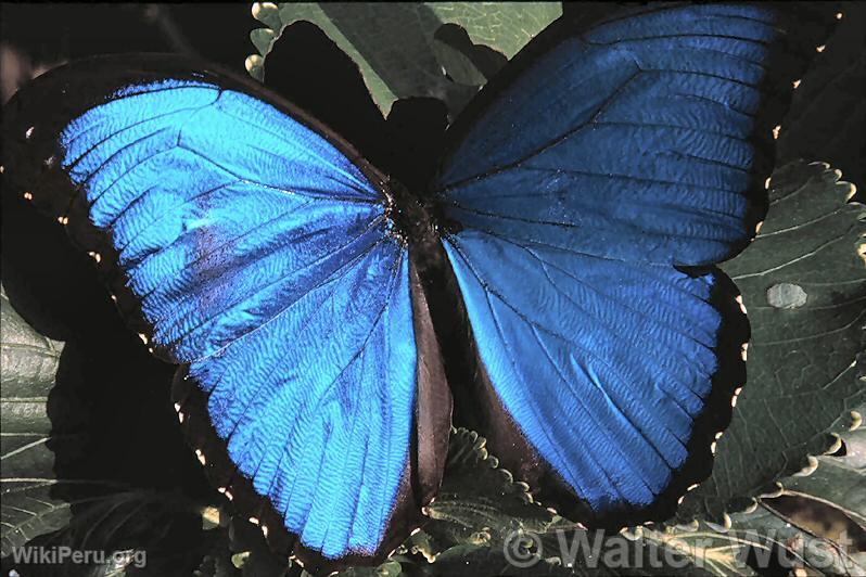 Papillon morpho (Morpho menelaus)