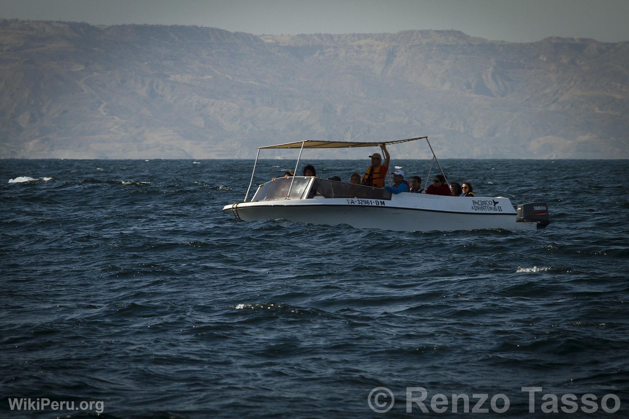 Observation des baleines