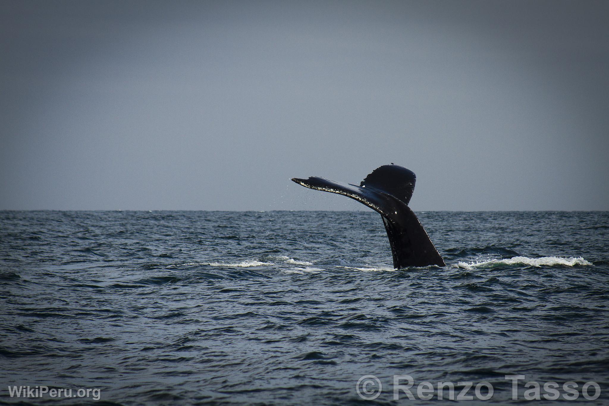 Observation des baleines