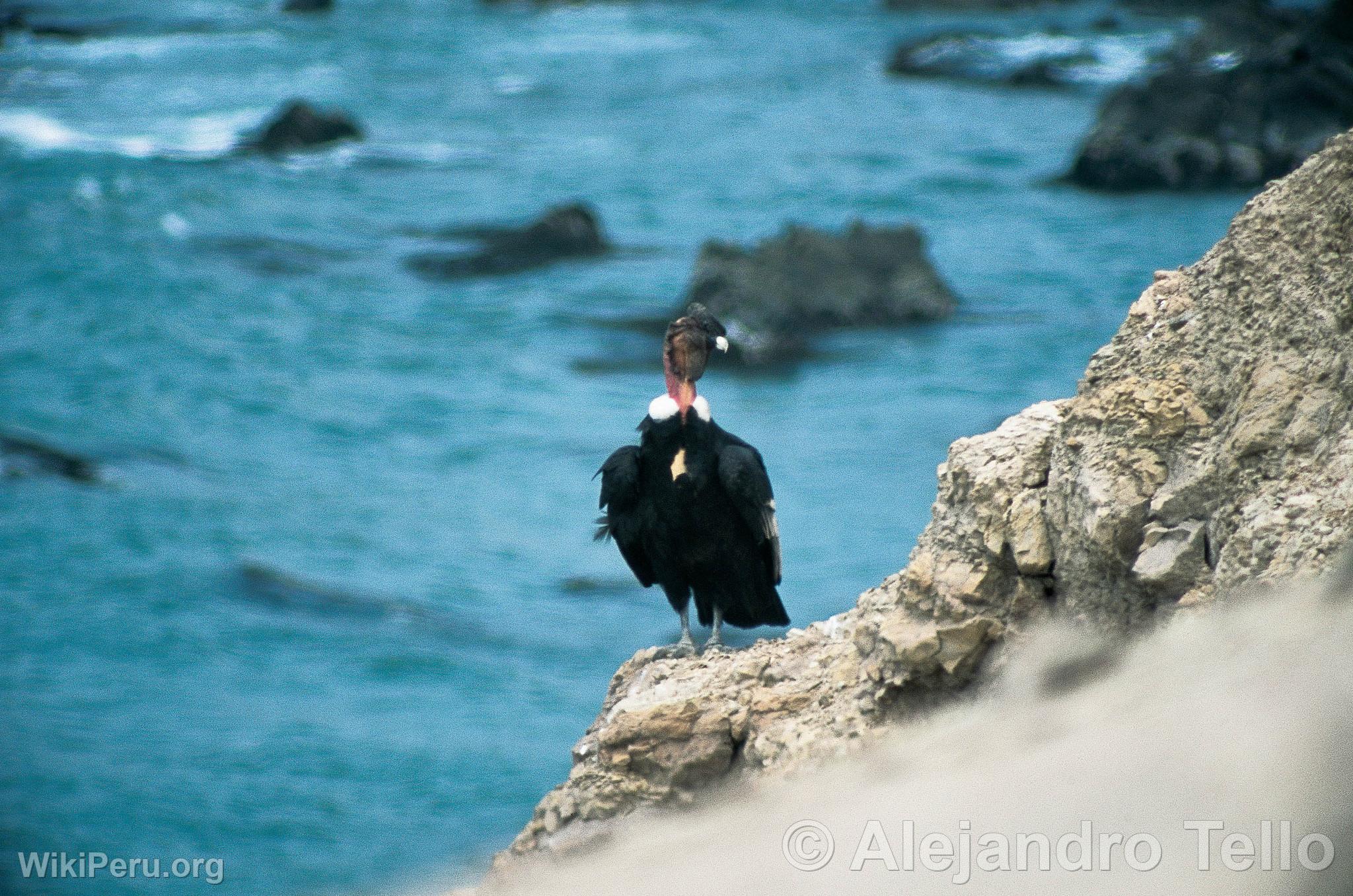 Condor andin dans la baie de San Fernando