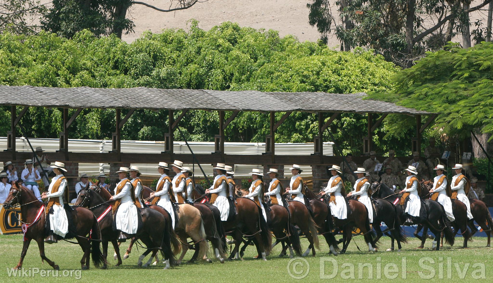 Prsentation de chevaux de Paso