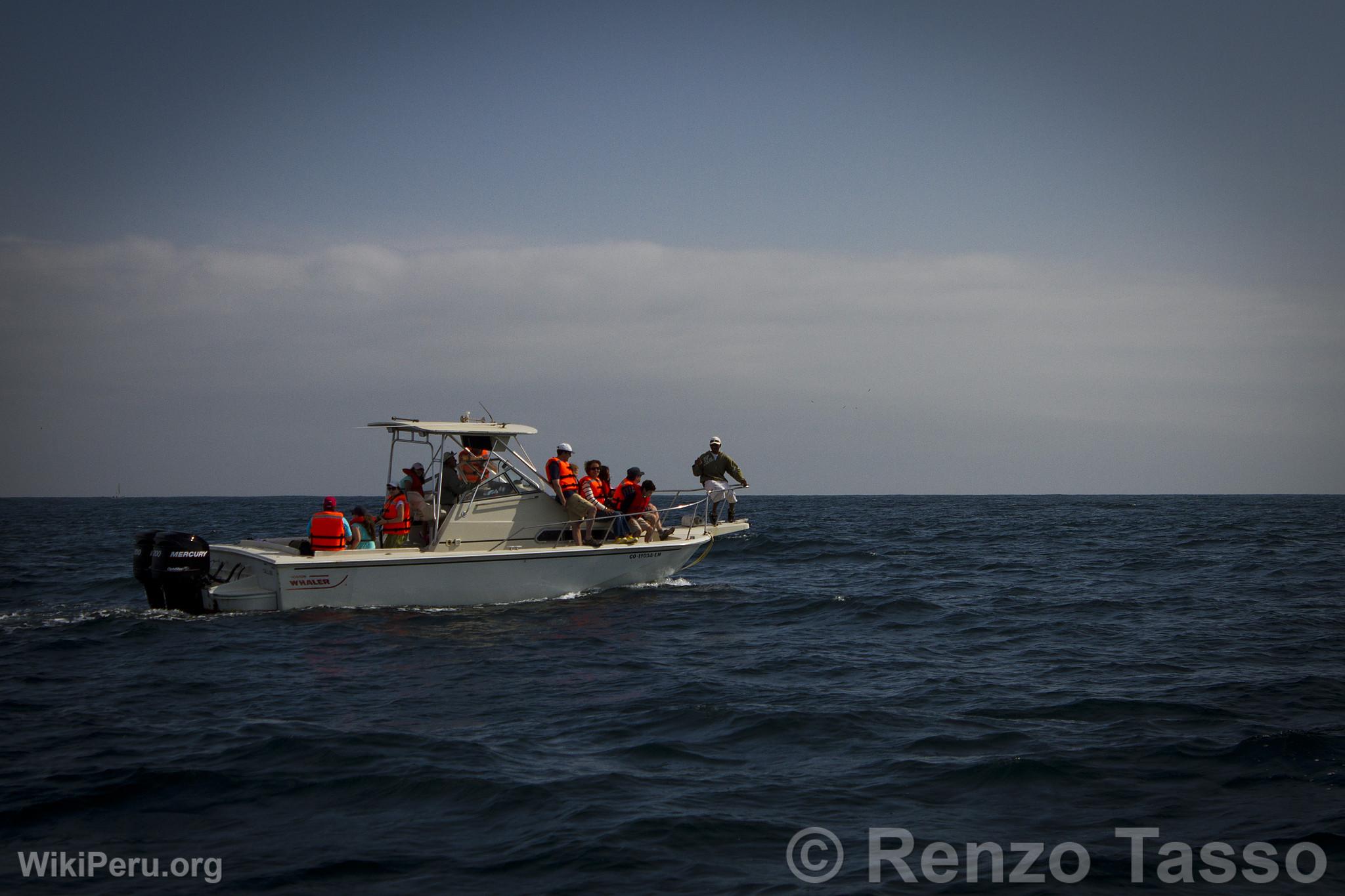 Observation des baleines