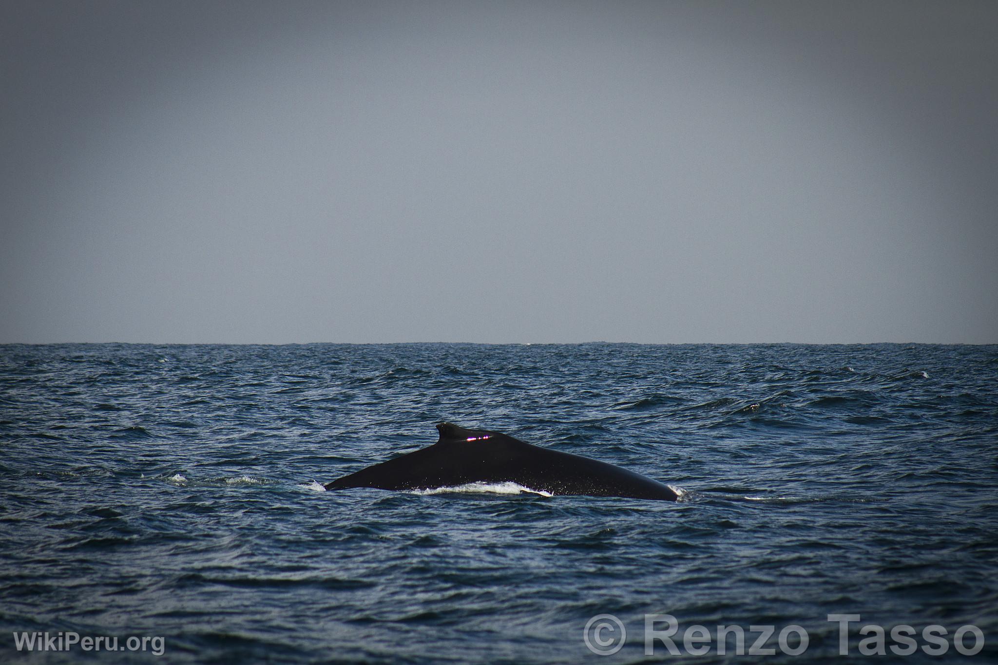 Observation des baleines