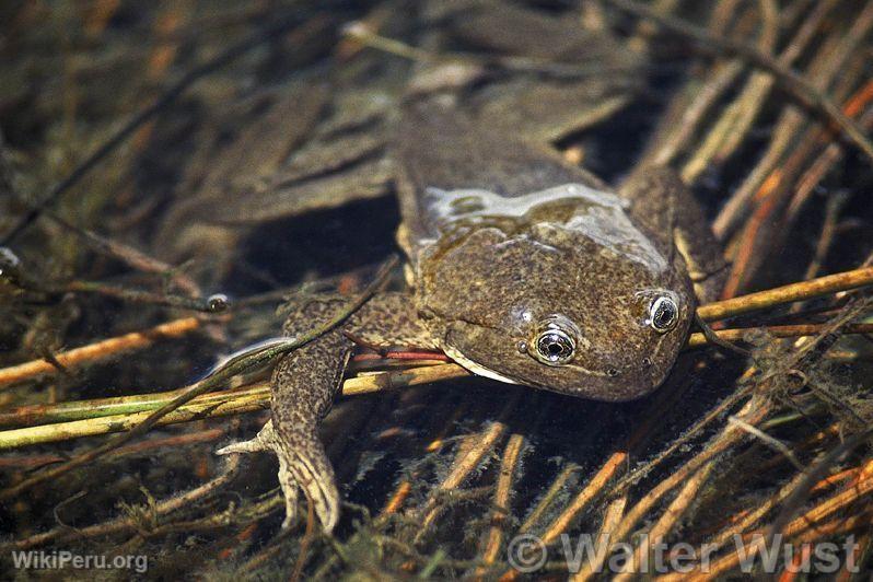 Grenouille du lac Junn