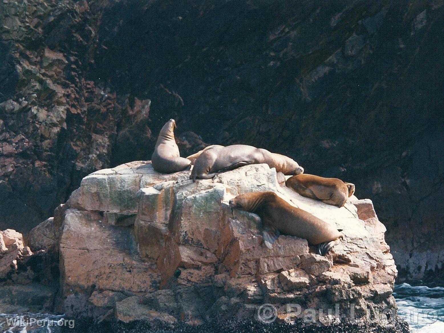 Iles Ballestas, Paracas