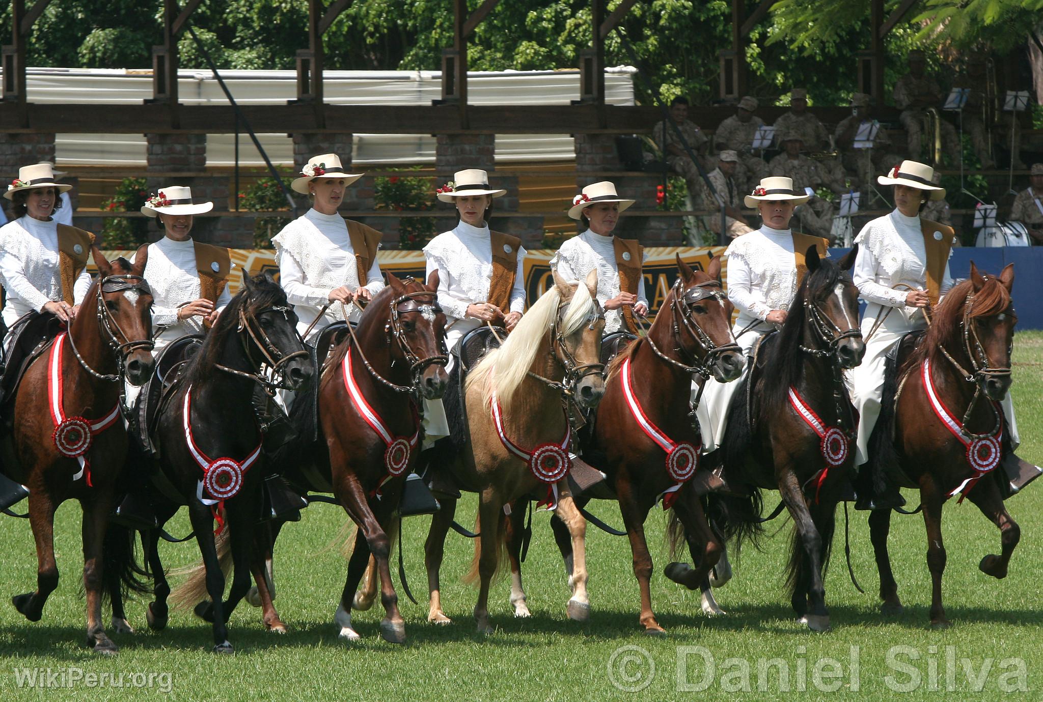 Prsentation de chevaux de Paso