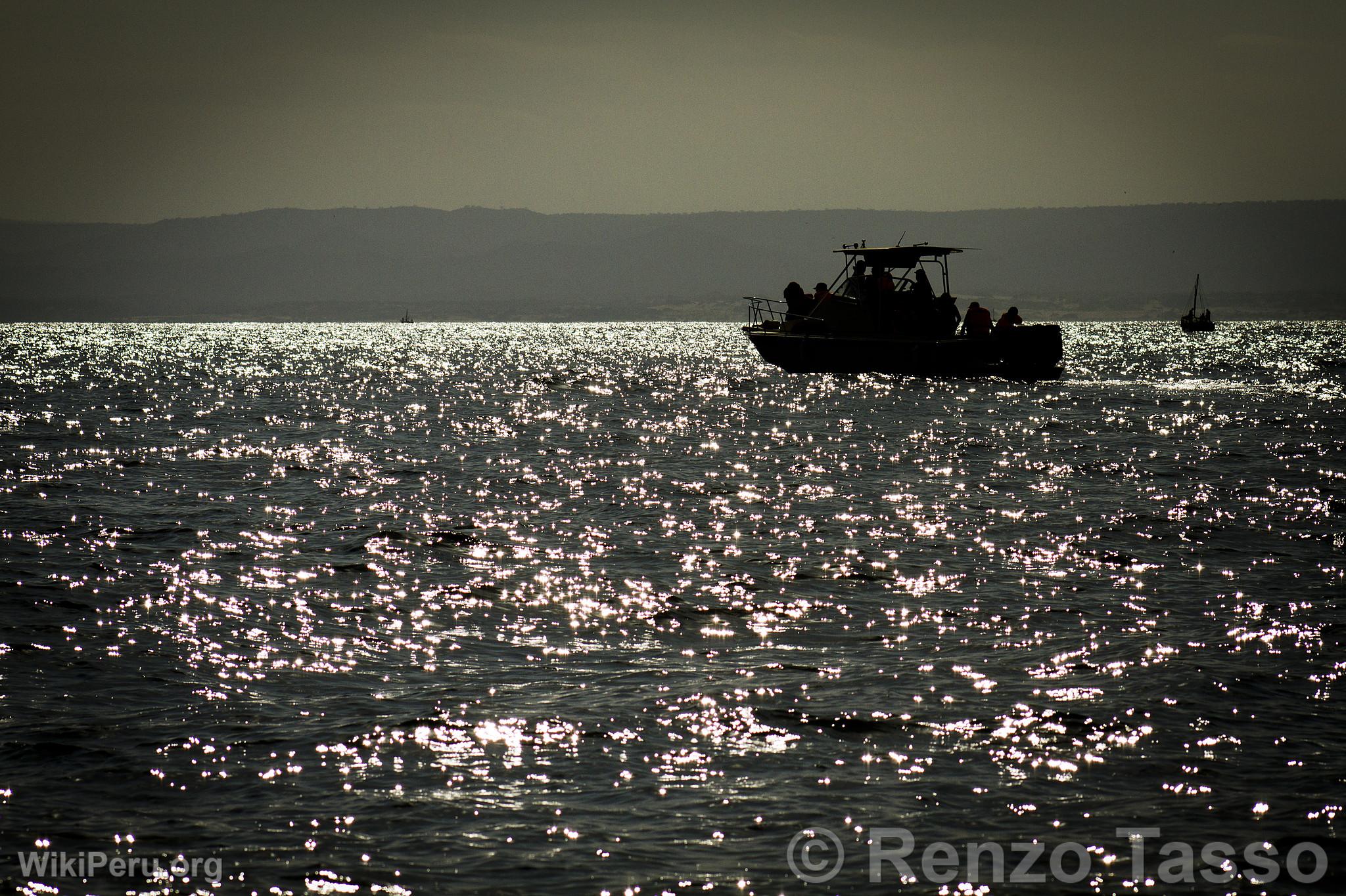 Observation des baleines