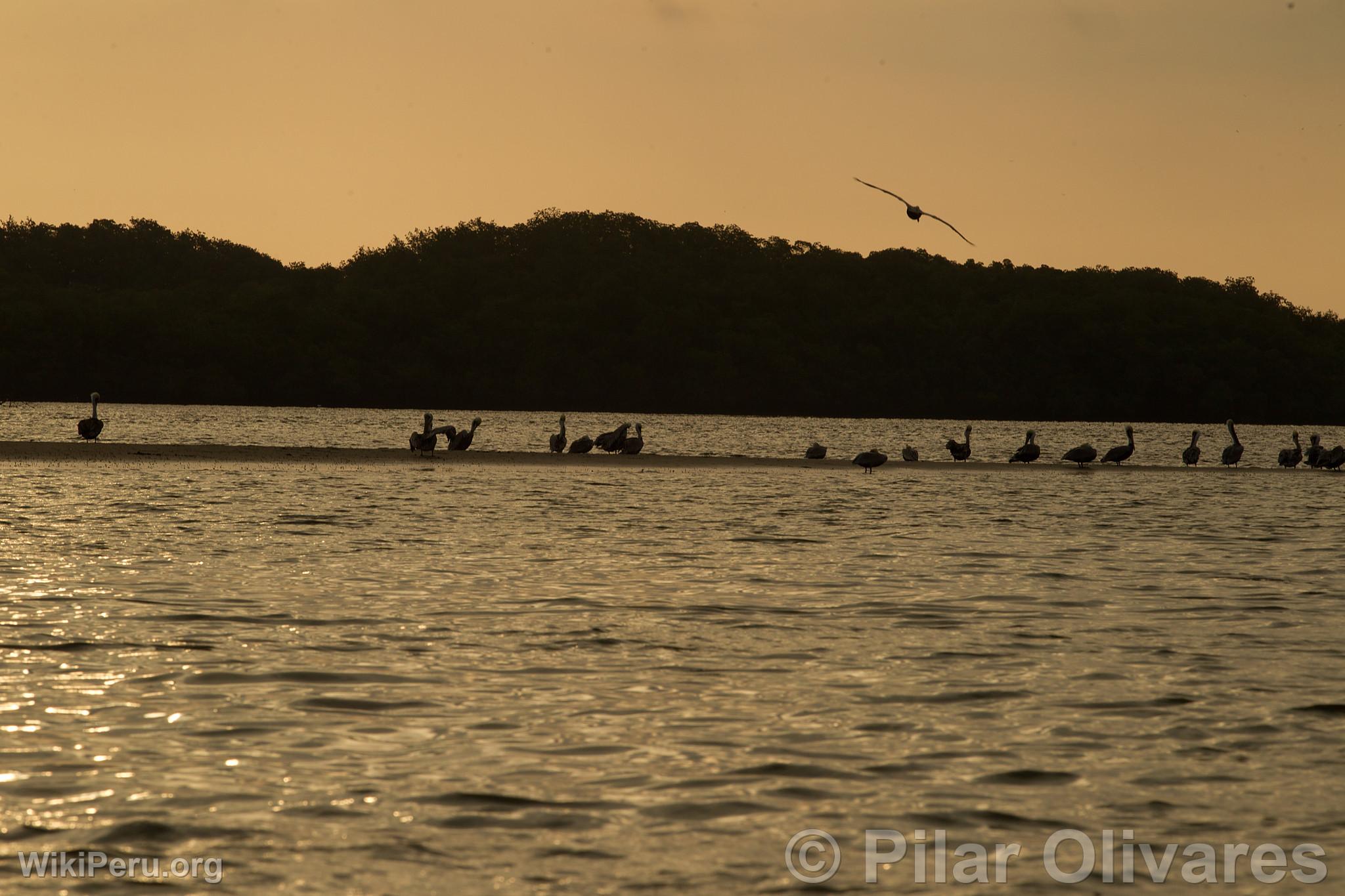 Mangroves de Tumbes