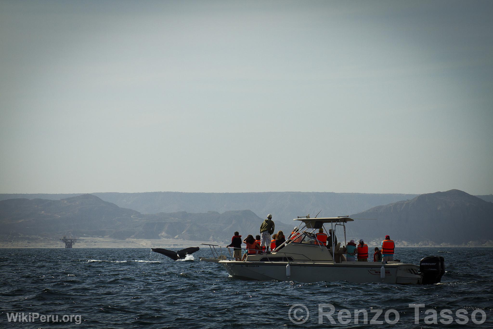 Observation des baleines