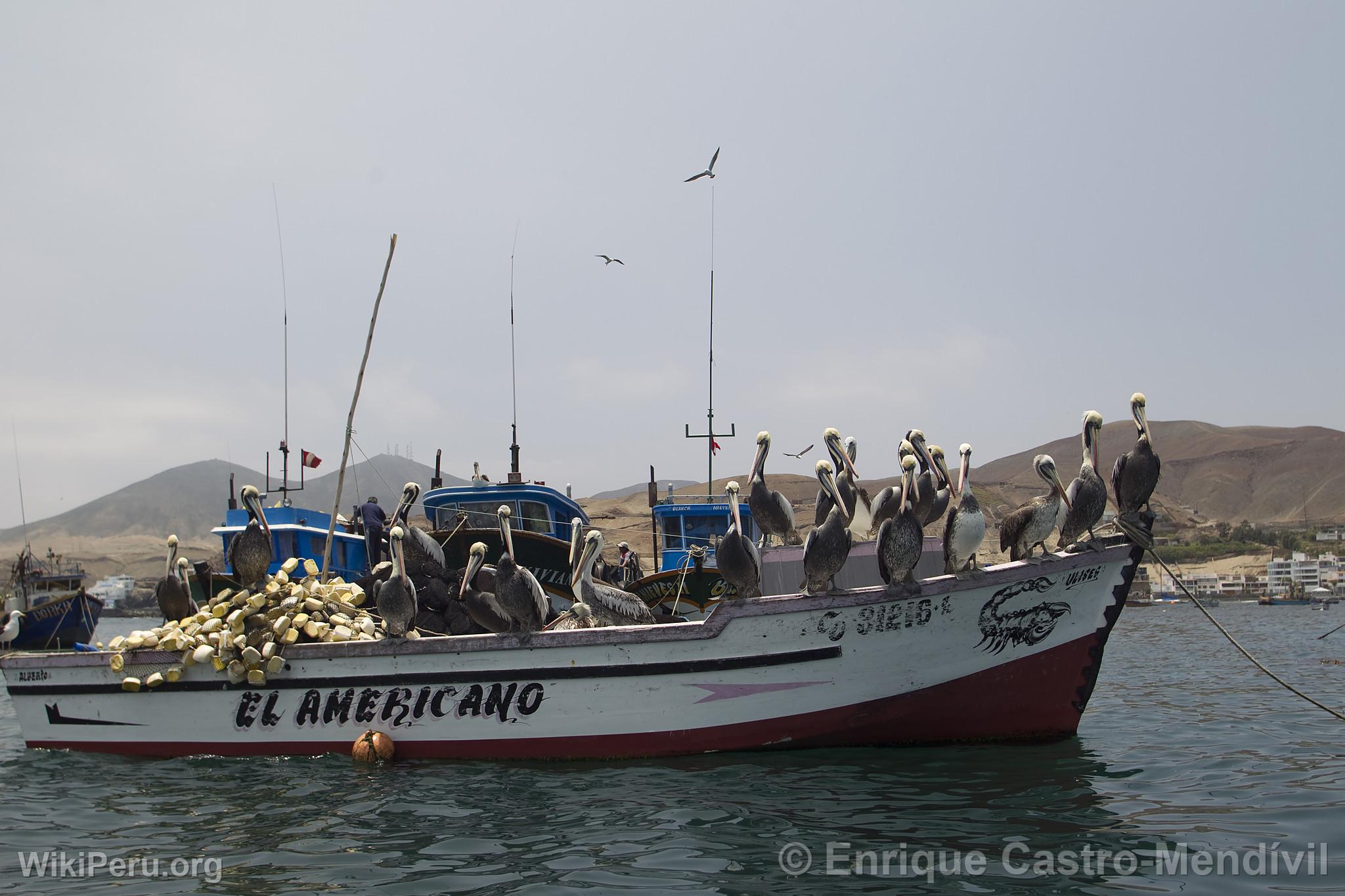 Bateaux de pcheurs au balnaire de Pucusana