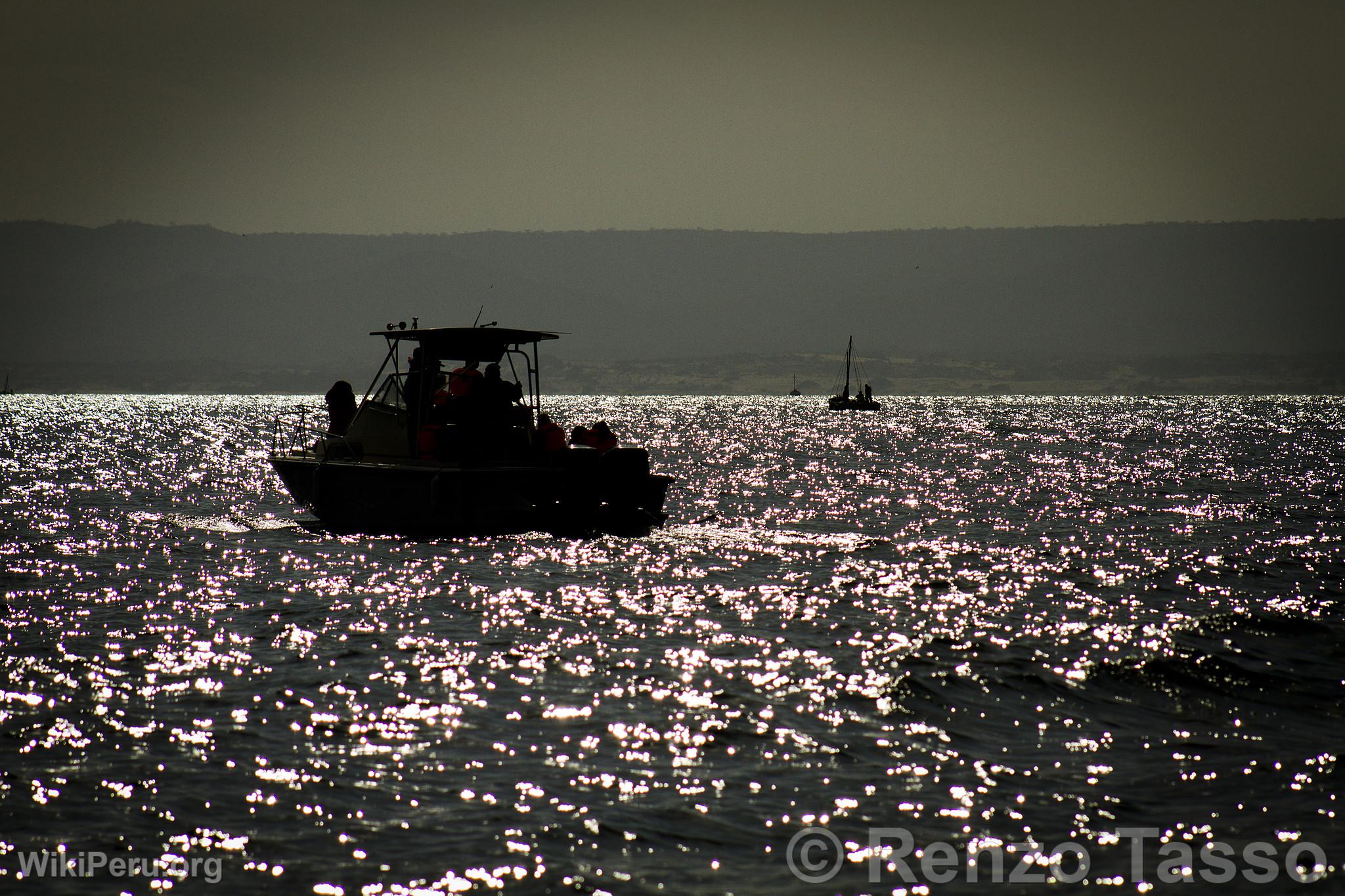 Observation des baleines