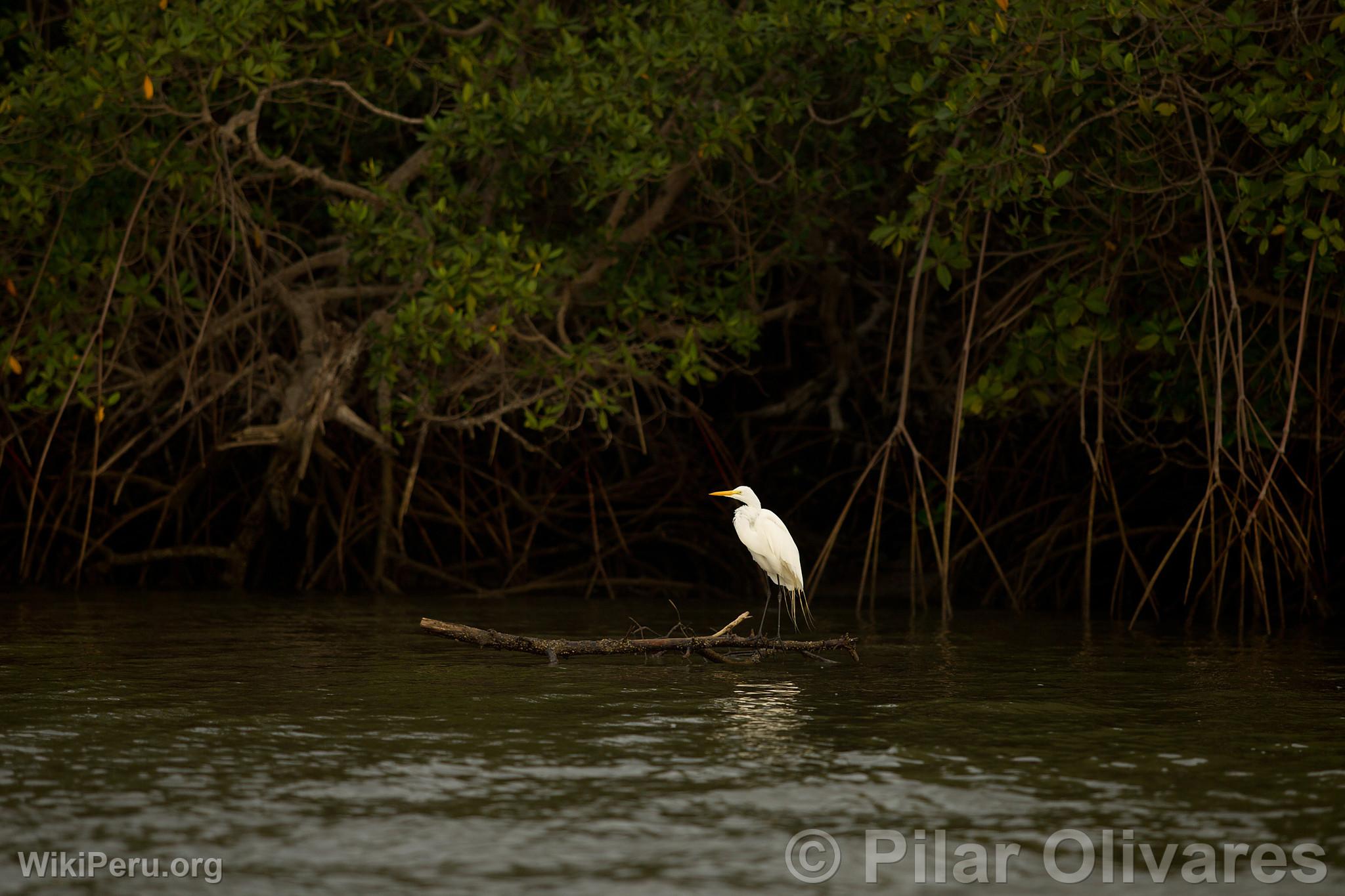 Grande aigrette dans les Mangroves de Tumbes