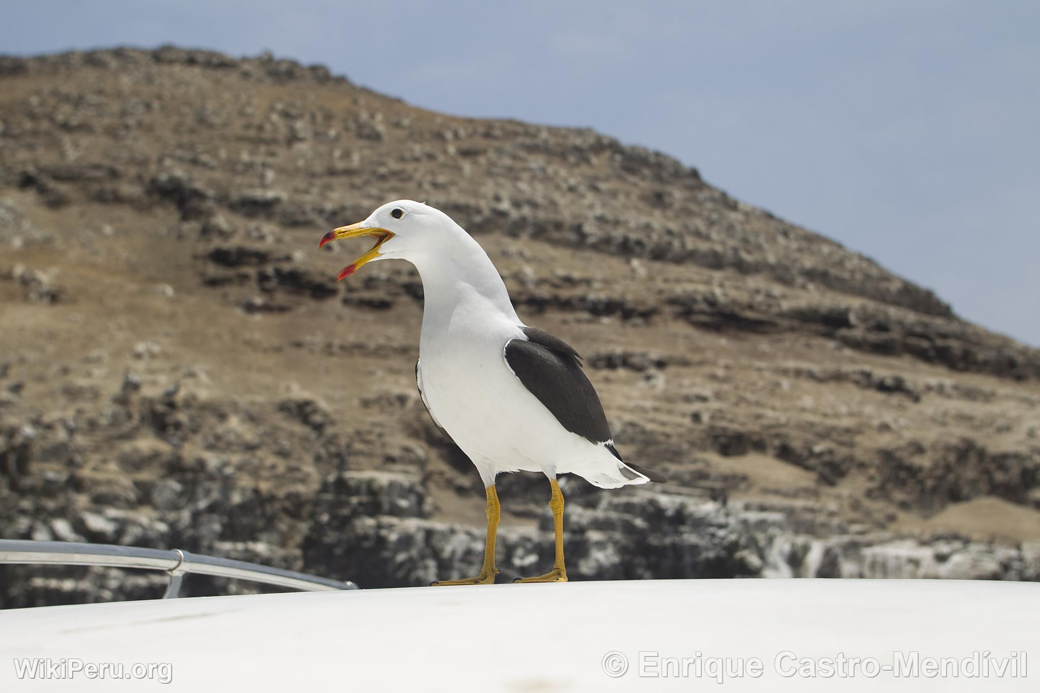 Mouette  Pucusana