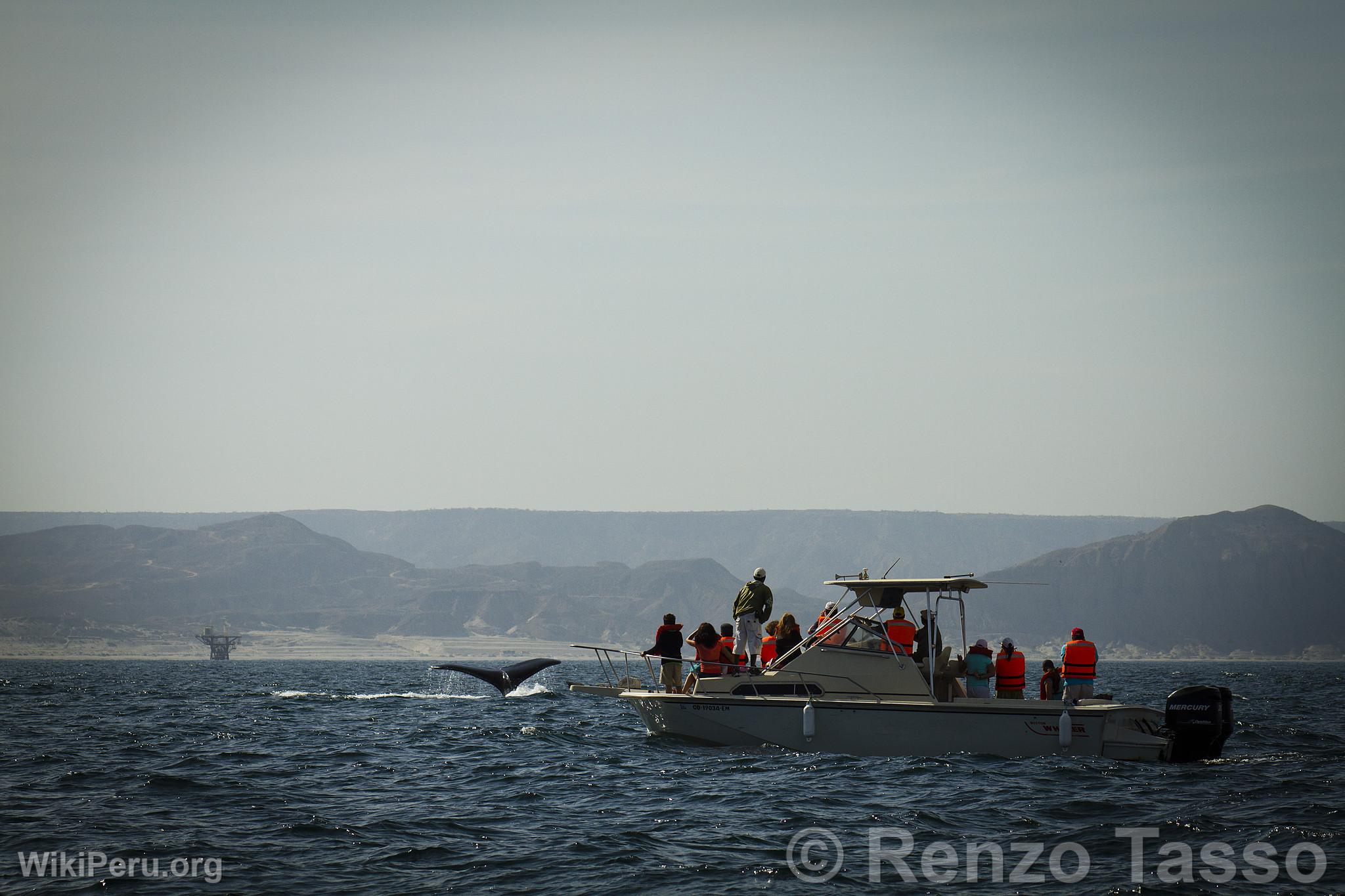 Observation des baleines