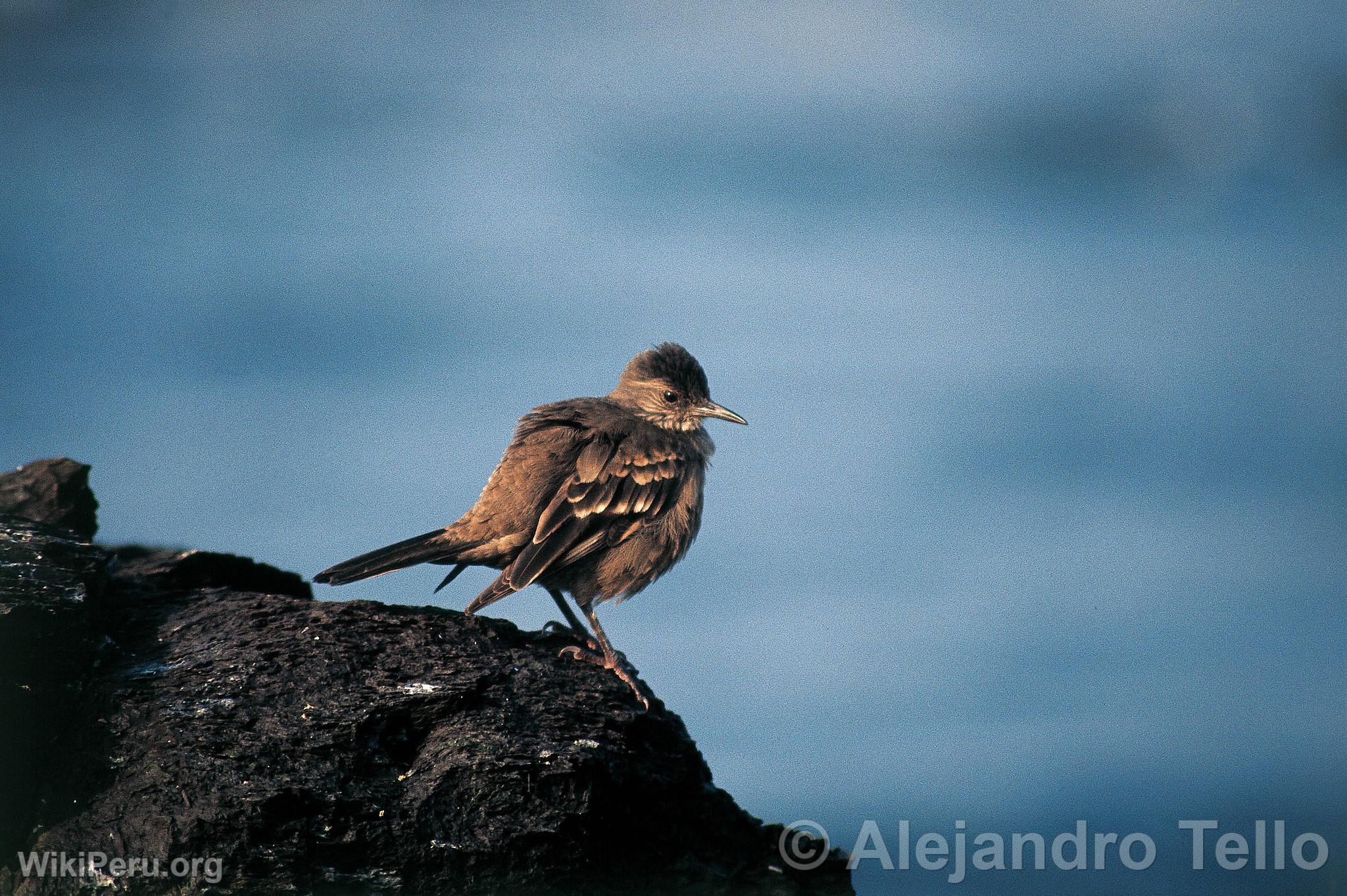 Pcheur, Paracas