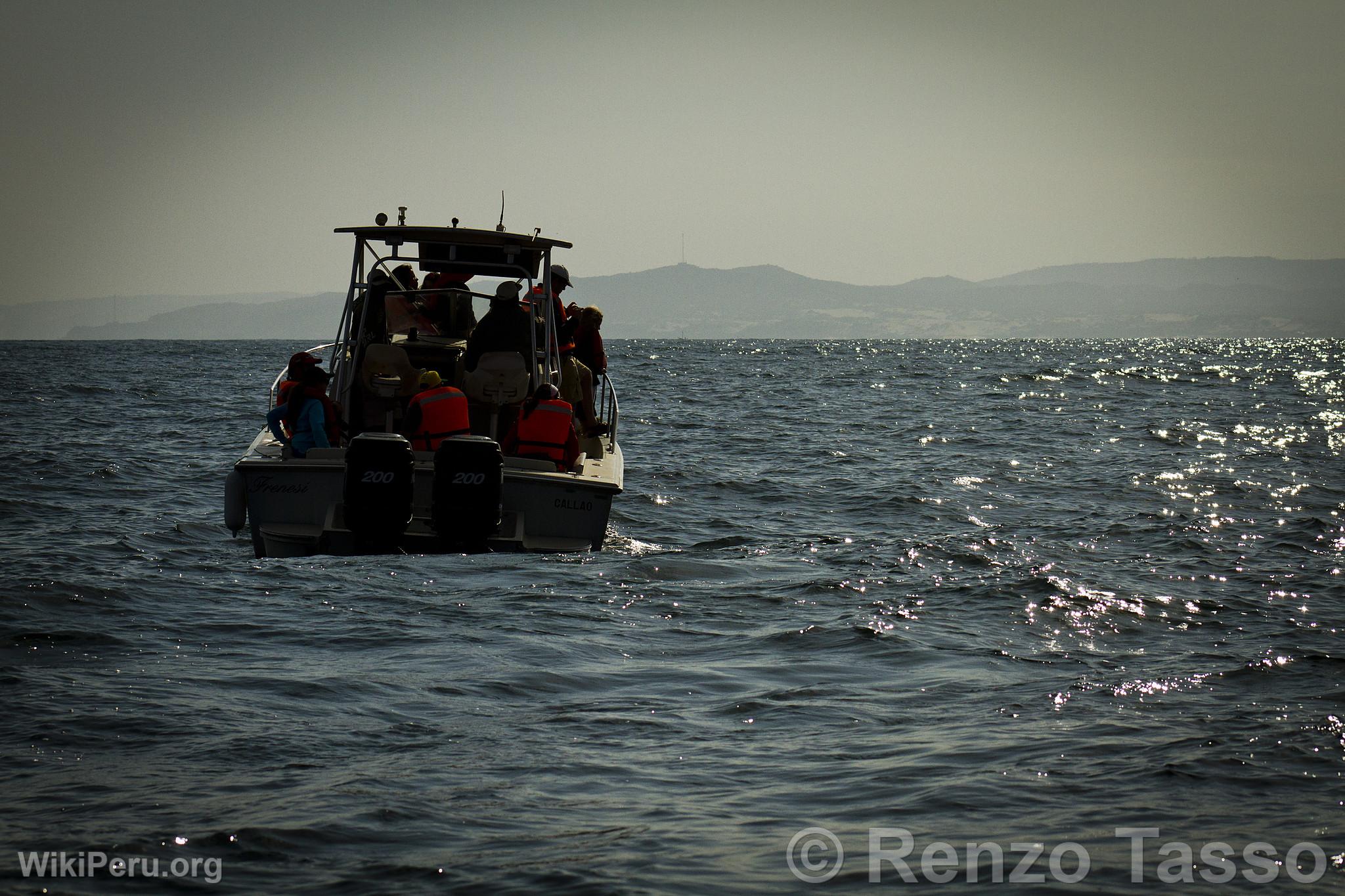 Observation des baleines