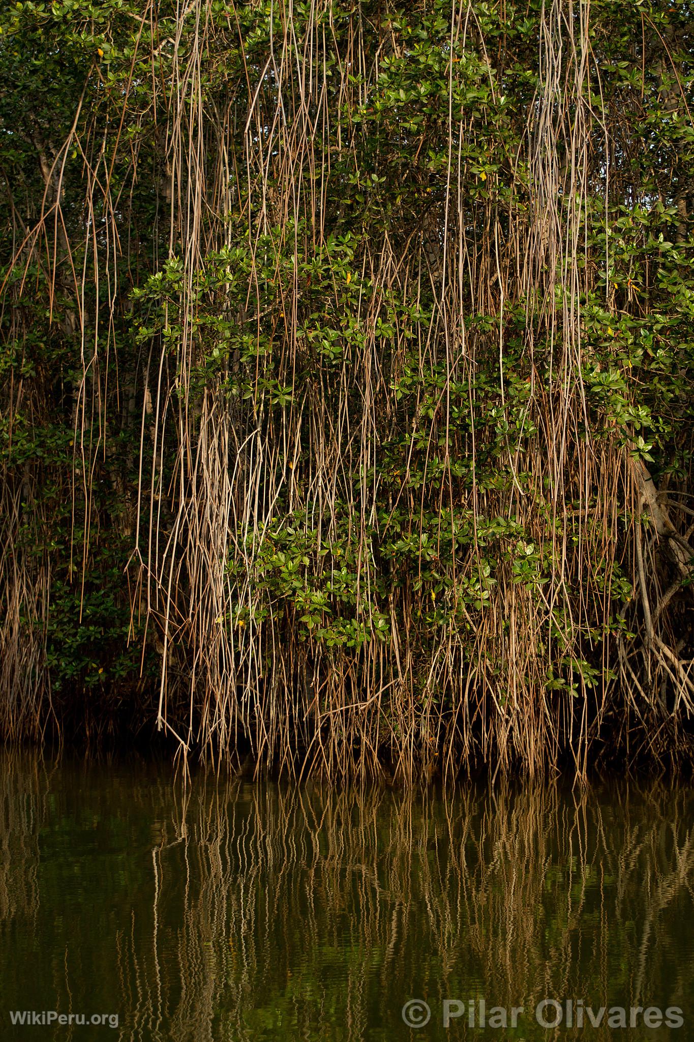 Mangroves de Tumbes