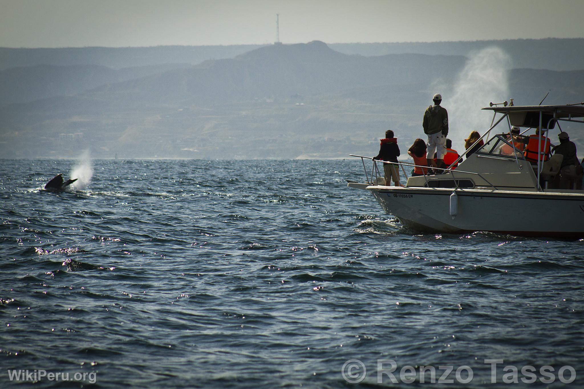 Observation des baleines