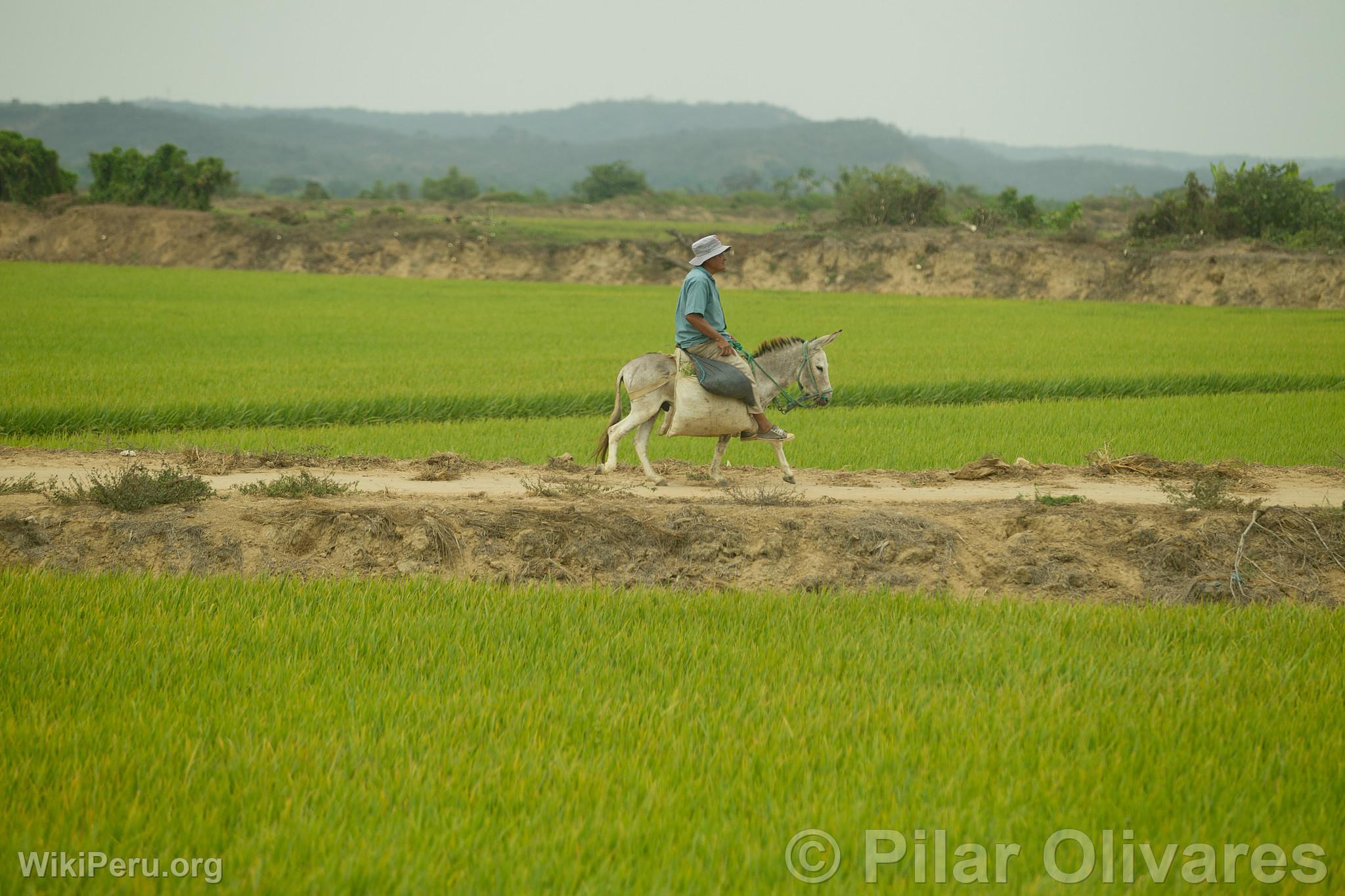 Paysage de Tumbes