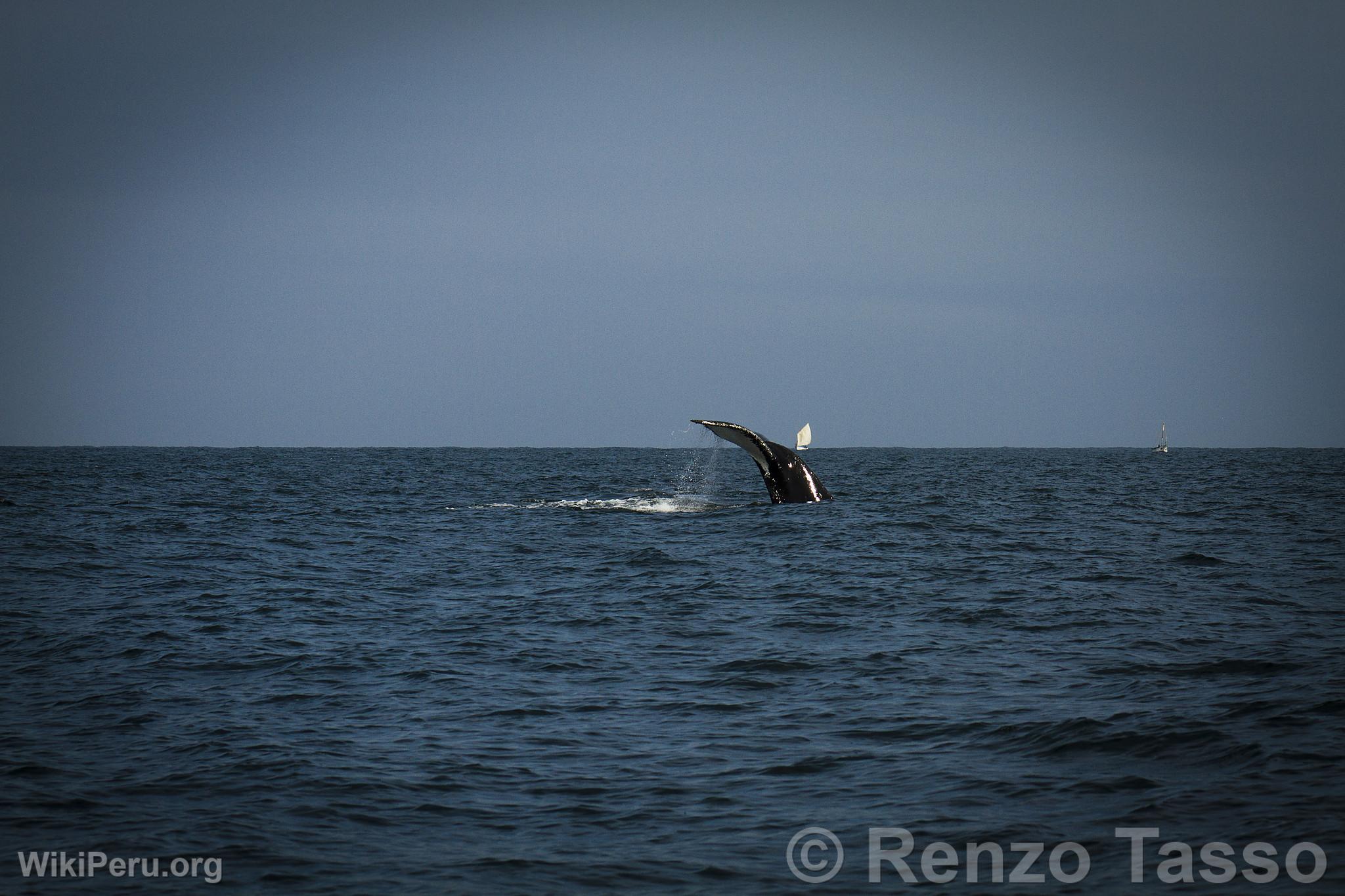 Observation des baleines