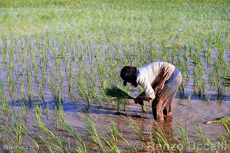 Culture du riz