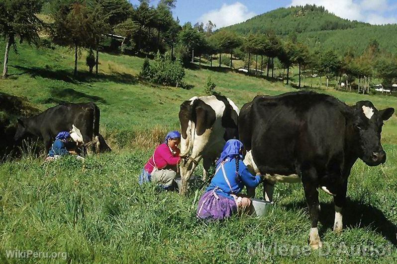 Ferme Porcn, Cajamarca