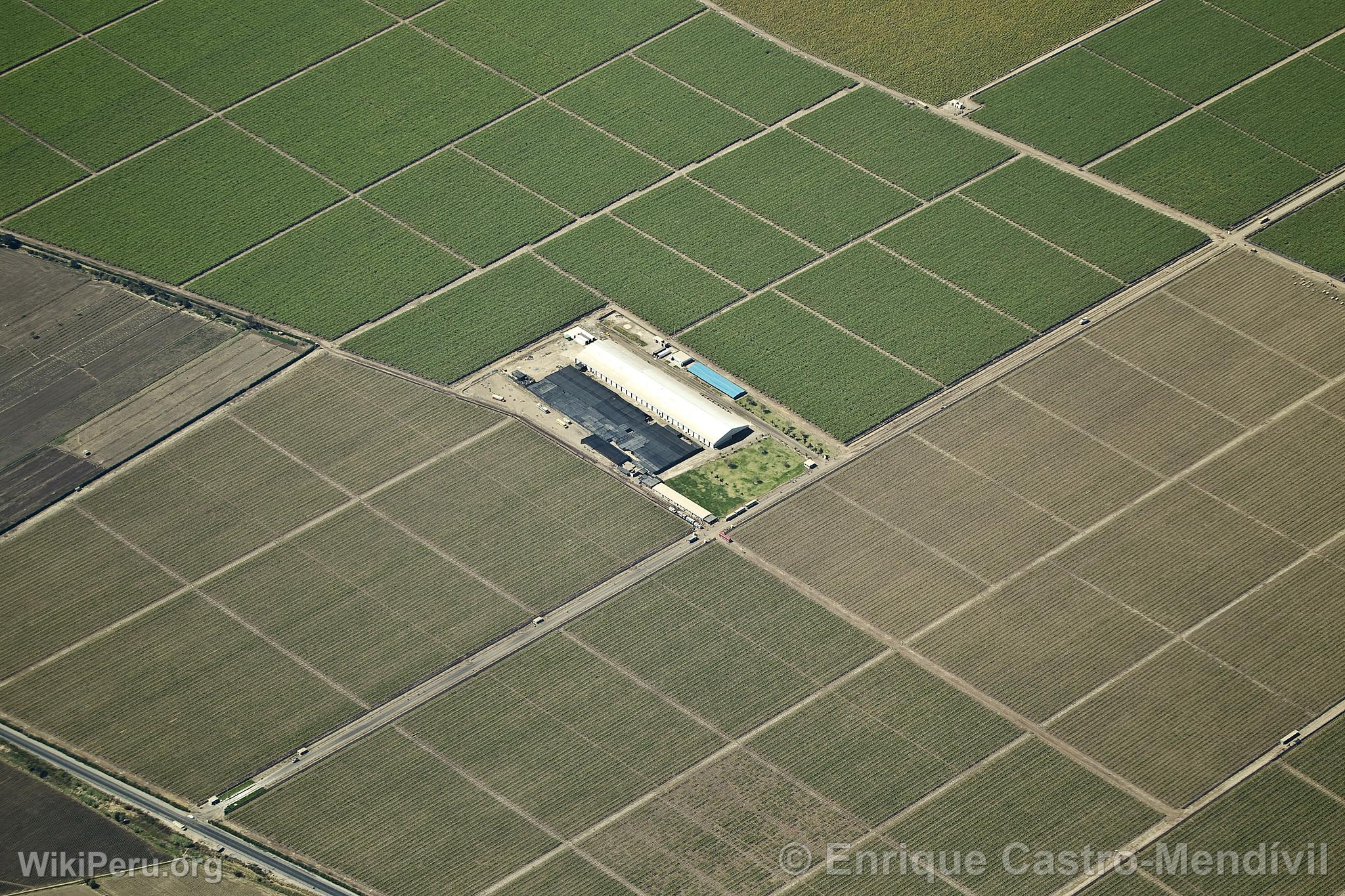 Champs cultivs  Nasca, Nazca