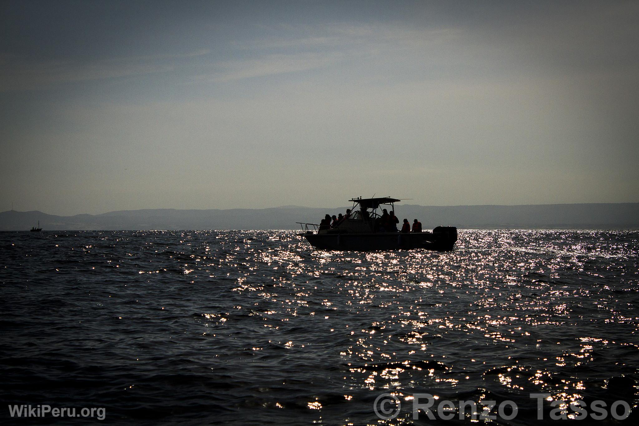 Observation des baleines