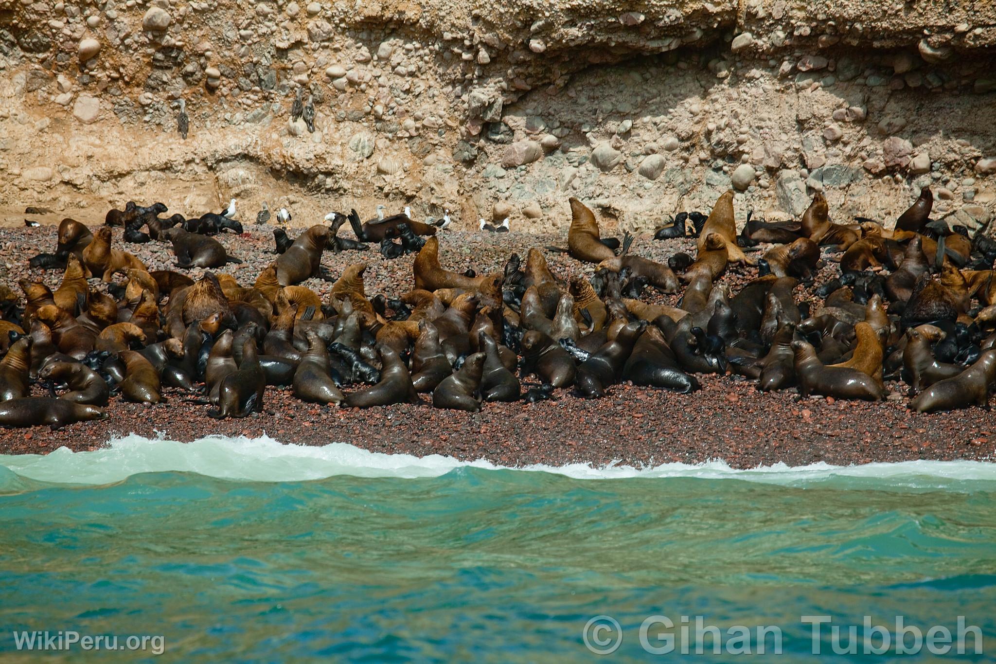 Loups marins