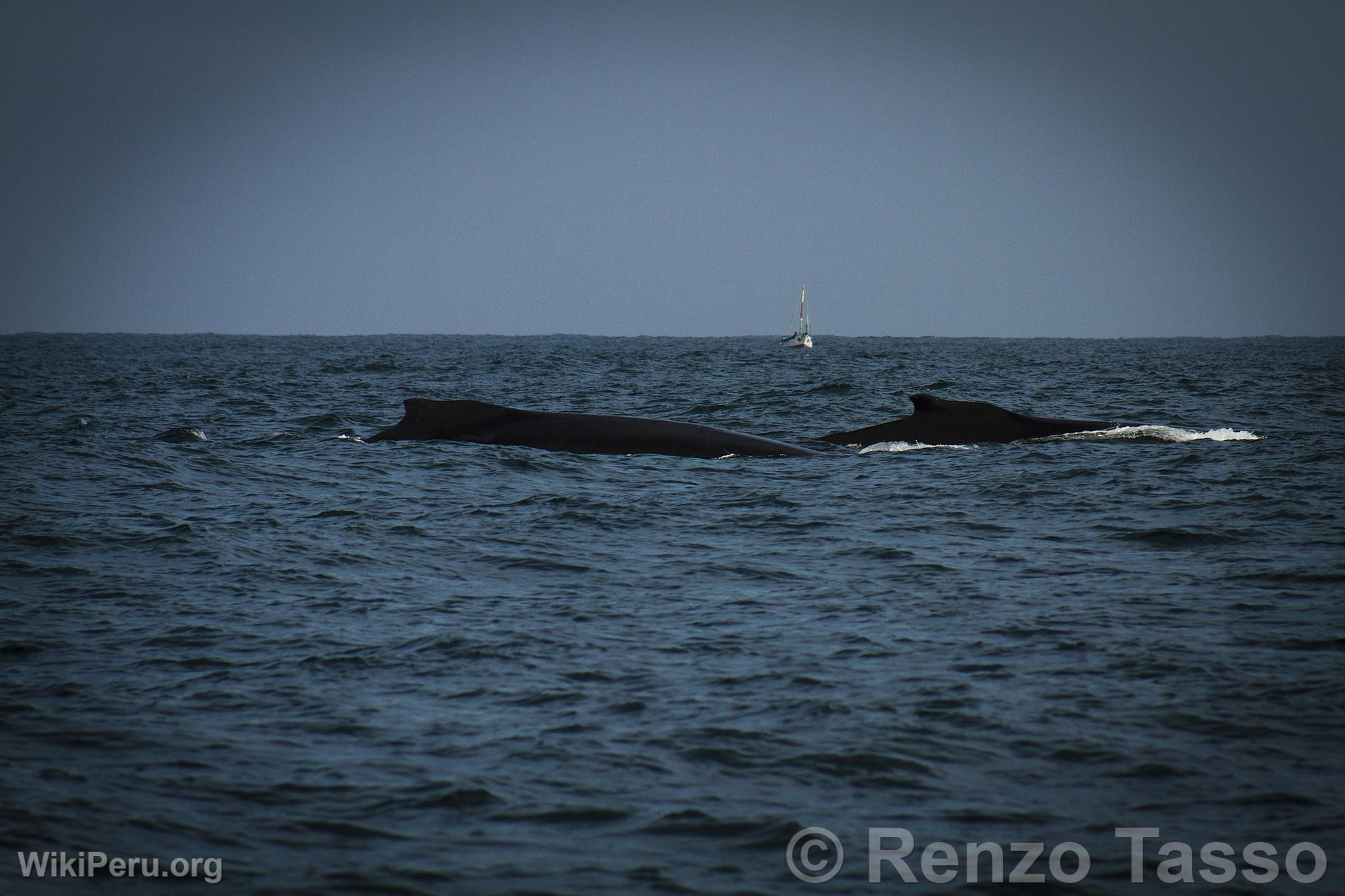 Observation des baleines