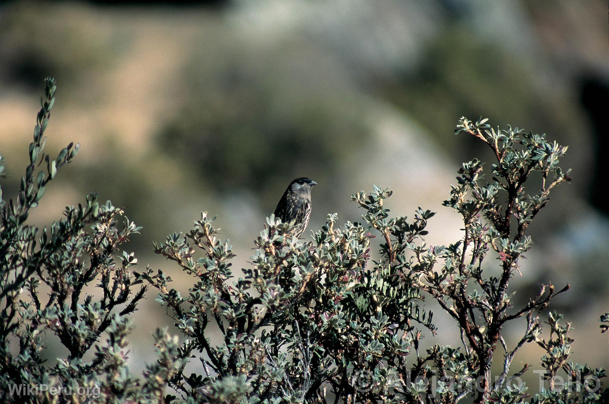 Cotinga  joue blanche